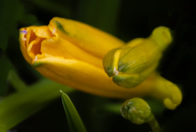 Macro June 10 2017 12.jpg