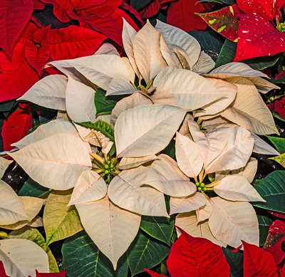 Xmas Flowers Etobicoke 2017 13.jpg