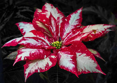 Xmas Flowers Etobicoke 2017 15.jpg