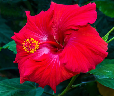 Xmas Flowers Etobicoke 2017 25.jpg