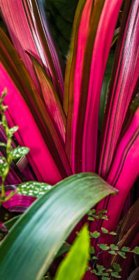 Xmas Flowers Etobicoke 2017 30.jpg