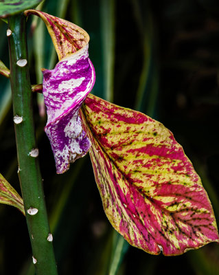 Xmas Flowers Etobicoke 2017 31.jpg