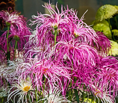 Xmas Flowers Etobicoke 2017 32.jpg