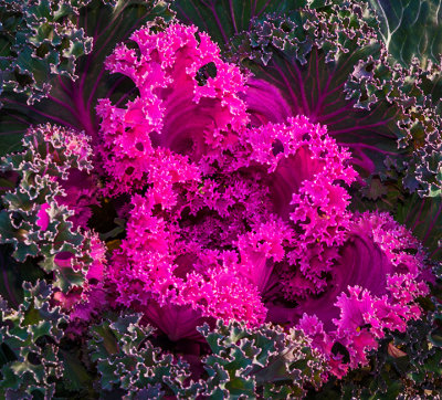 Xmas Flowers Etobicoke 2017 33.jpg