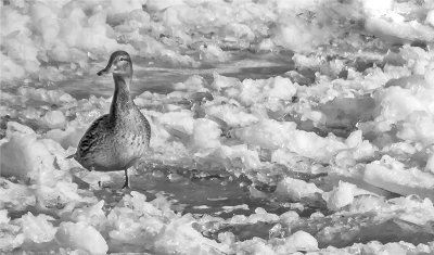 Snow - Ice 18.jpg
