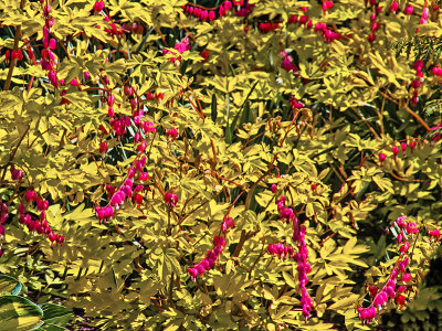Rock_Garden_12.jpg