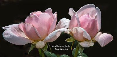 _Rose_Garden_01.jpg