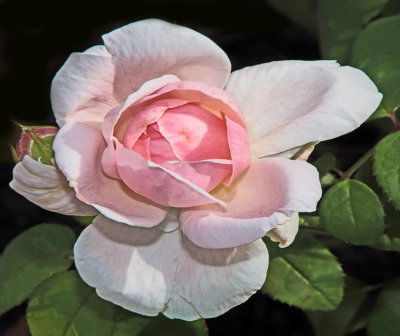 _Rose_Garden_03.jpg