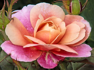 _Rose_Garden_04.jpg