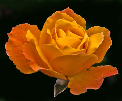 _Rose_Garden_05.jpg