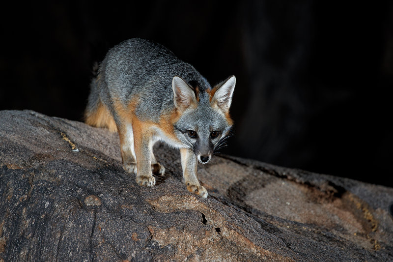 D_BDTaubert_gray fox 2.jpg