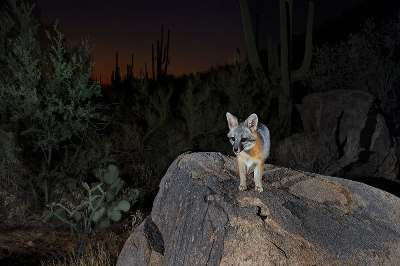 D_BDTaubert_gray fox 545.jpg