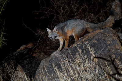 D_BDTaubert_Gray fox 66.jpg