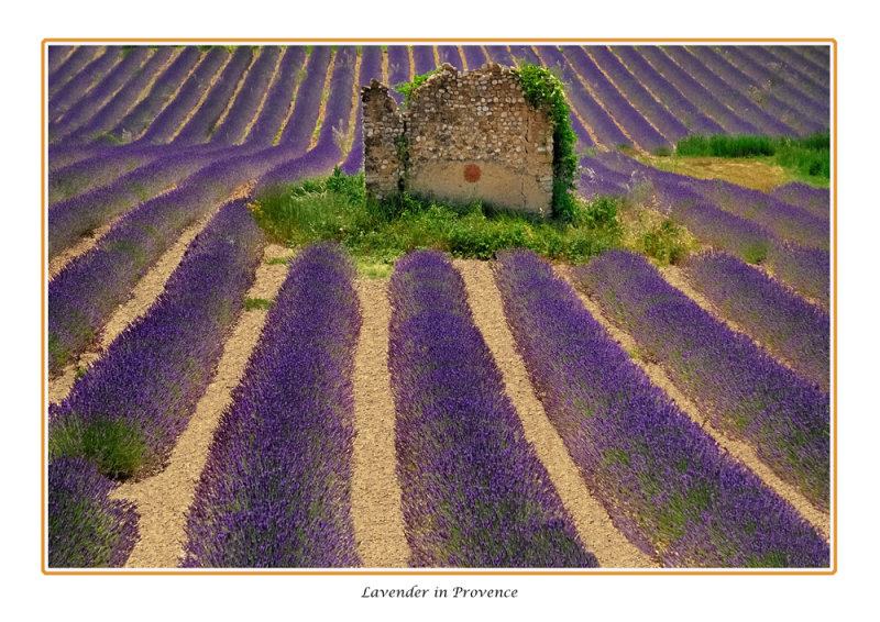  France - Provence - An old barn wall in a lavender field  