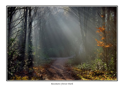  Ireland - Co.Monaghan - Rossmore Forest Park - Winter Rays 