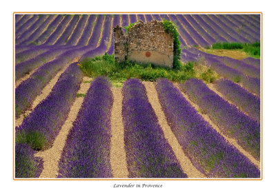  France - Provence - An old barn wall in a lavender field  