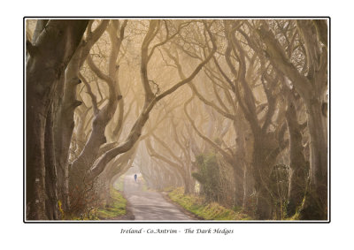 Ireland - Co.Antrim -  The Dark Hedges.jpg