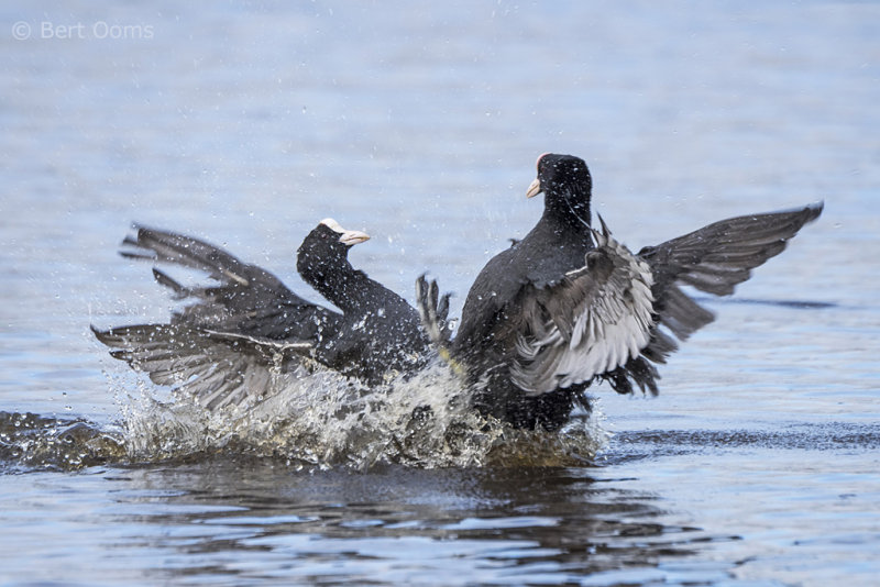 Common coot PSLR-3787