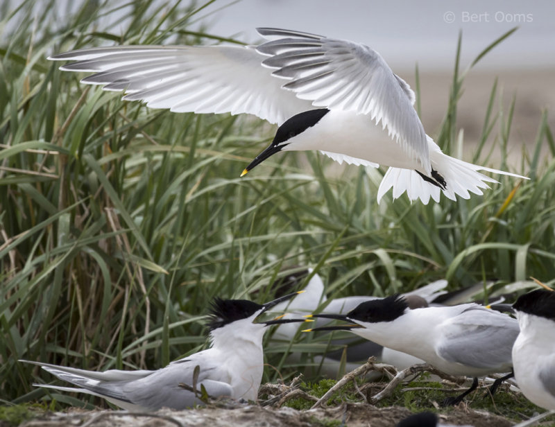 Sandwich tern - Grote stern