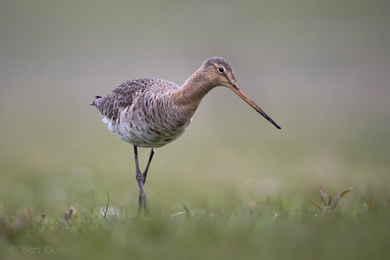 Black-tailed godwit PSLR-4617