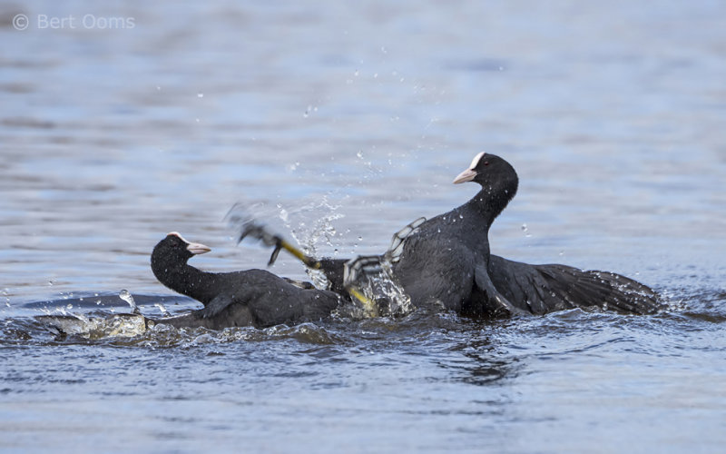 Common coot PSLR-3750.jpg