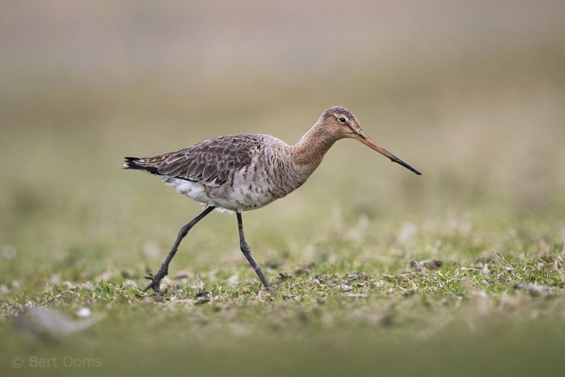 Black-tailed godwit PSLR-4609