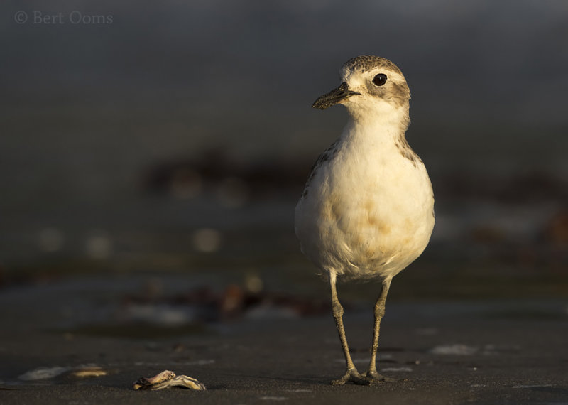 New Zealand Dotterel PSLR-3524