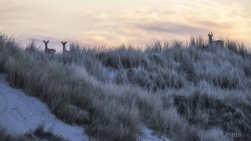 Roe deer in the dunes PSLR-2862