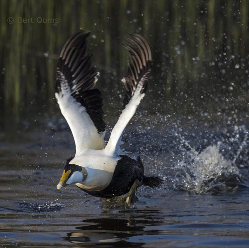 Common Eider PSLR-5612