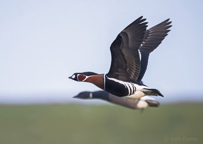 Red-breasted goose PSLR-5332