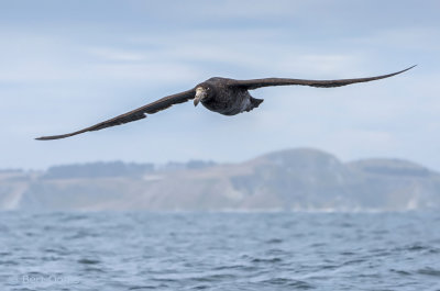 Giant Northern Petrel PSLR-0412