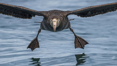 Giant Northern Petrel PSLR-0569