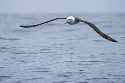 white-capped albatross PSLR-0536