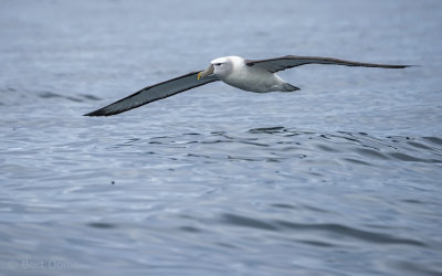 white-capped albatross PSLR-0537