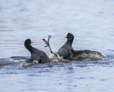 Common coot PSLR-3748