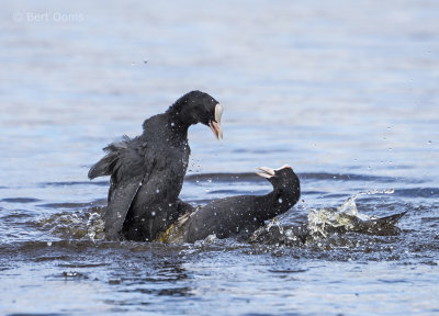 Common coot PSLR-3820