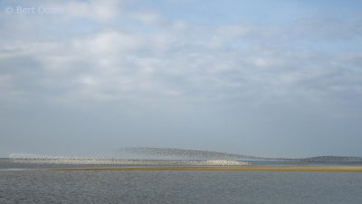 Bar-tailed godwit PSLR-6201