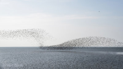 Rosse grutto - Ameland PSLR-6345