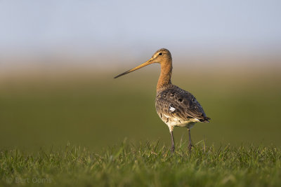 Black-tailed godwit PSLR-5304