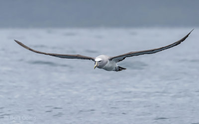 Salvin's Albatross PSLR-0504