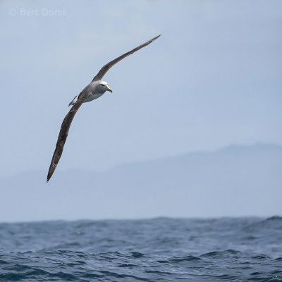 Salvin's Albatross PSLR-0334