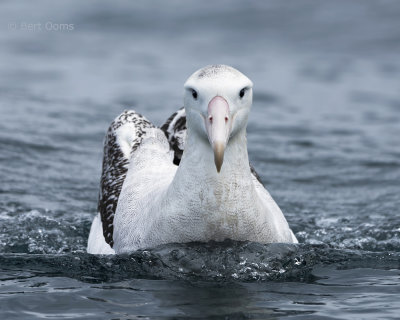 Wandering Albatross PSLR-0498