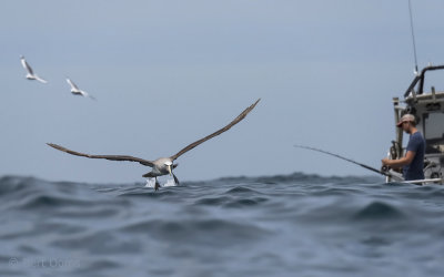 Salvin's Albatross PSLR-0348
