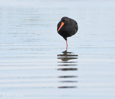 Oystercatcher NZ PSLR-1487