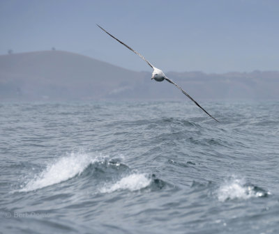 Wandering Albatross PSLR-0466