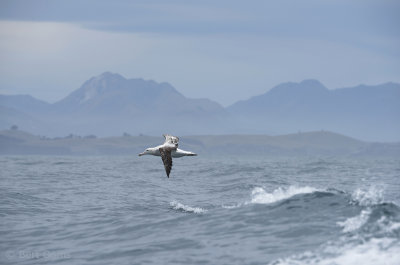 Wandering Albatross PSLR-0475