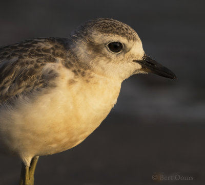 New Zealand Dotterel PSLR-3546