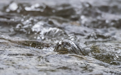 white-throated dipper PSLR-0298