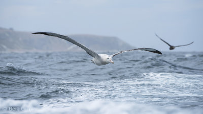 Diomedea exulans -Wandering Albatross - Grote albatros