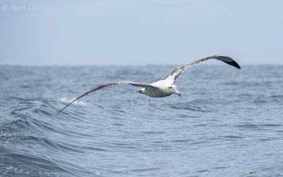 Wandering Albatross KPSLR-0482